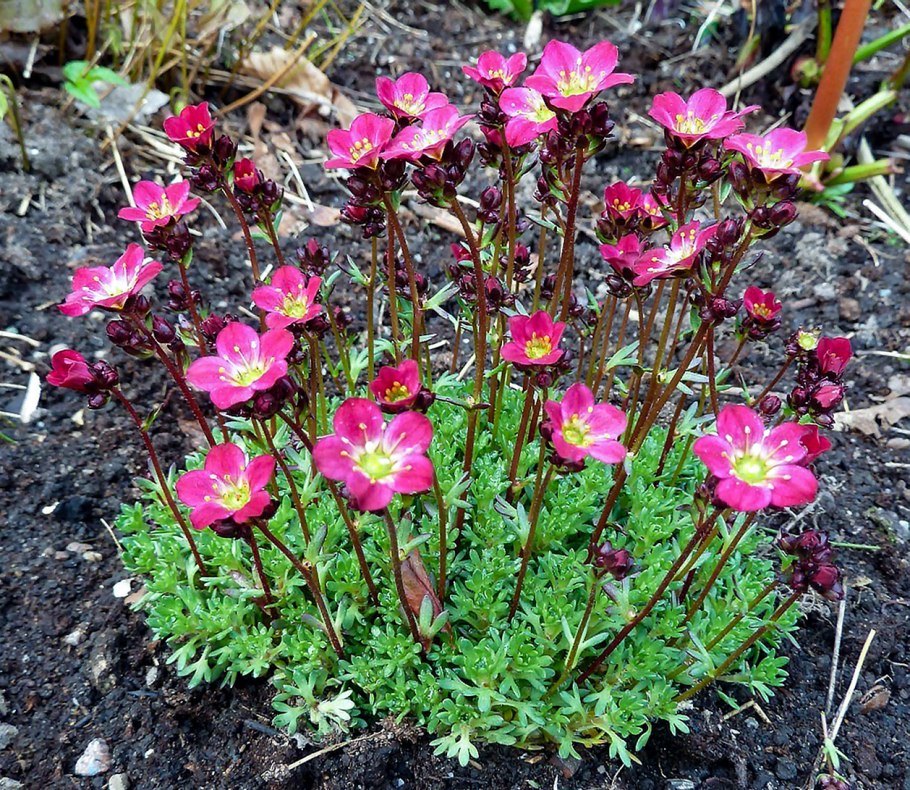 Камнеломка дернистая