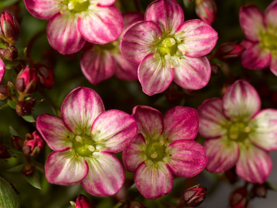 Камнеломка альпино эрли пикоти