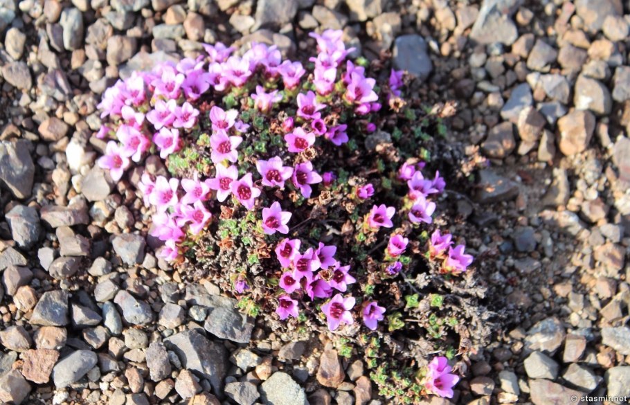 Камнеломка супротивнолистная (saxifraga oppositifolia)