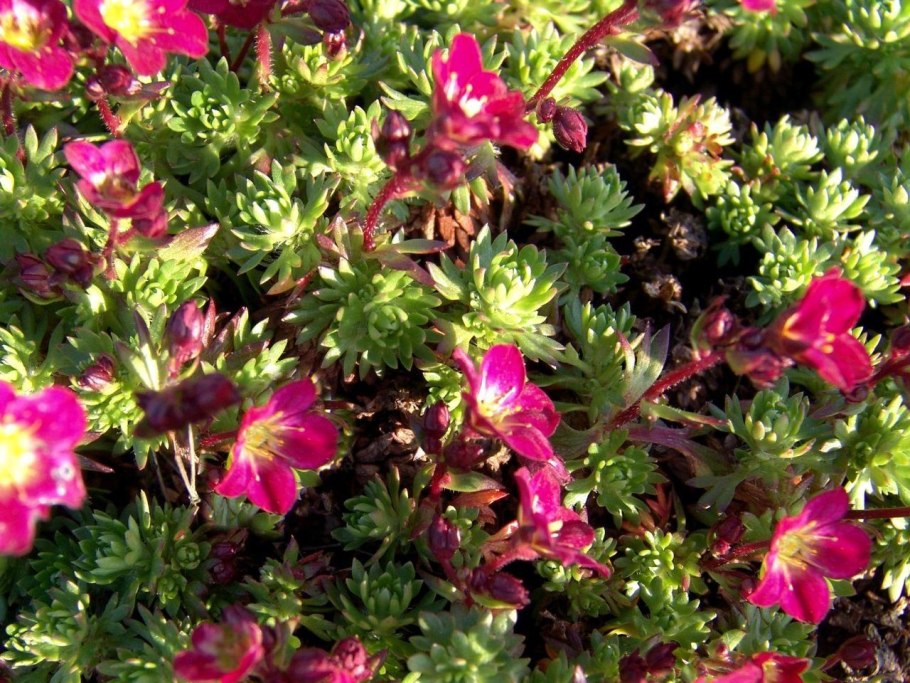 Saxifraga rosacea