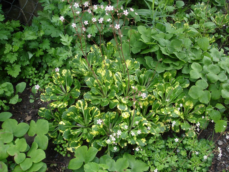 Камнеломка тенистая вариегата