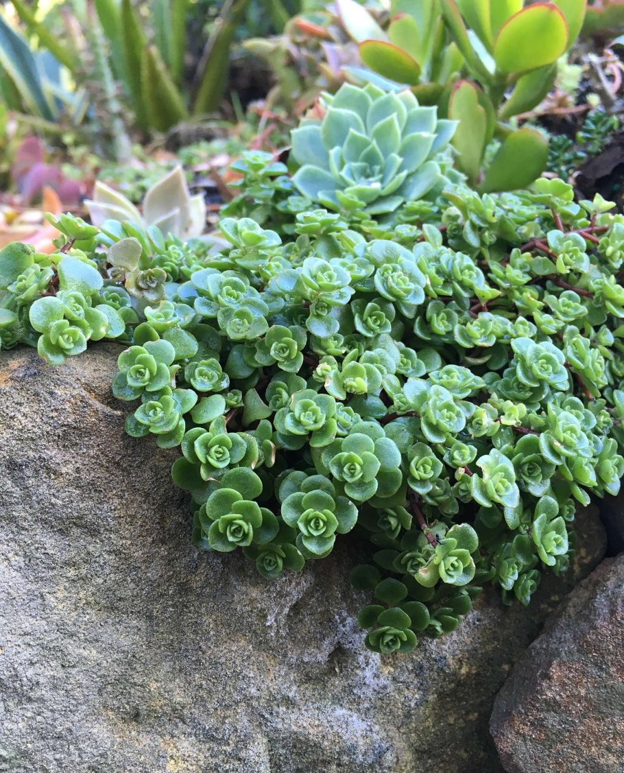 Очиток толстоветвистый - sedum pachyclados