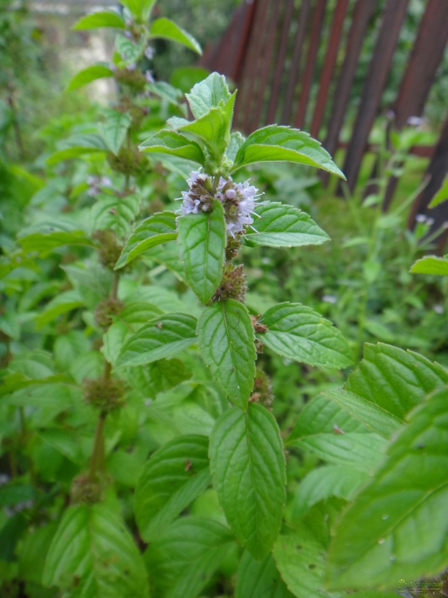 Мята обыкновенная