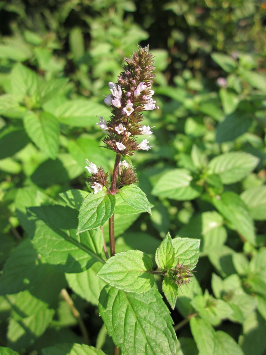 Мята перечная chocolate