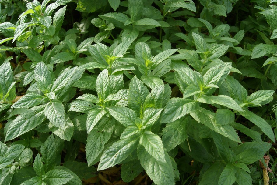 Крымская мята
