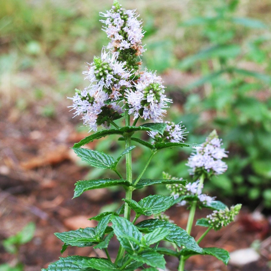 Мята перечная mentha piperita
