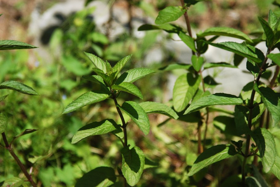 Mentha piperita pfefferminze