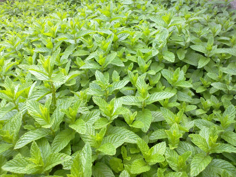 Мята перечная трава