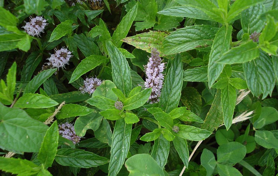 Mentha spicata