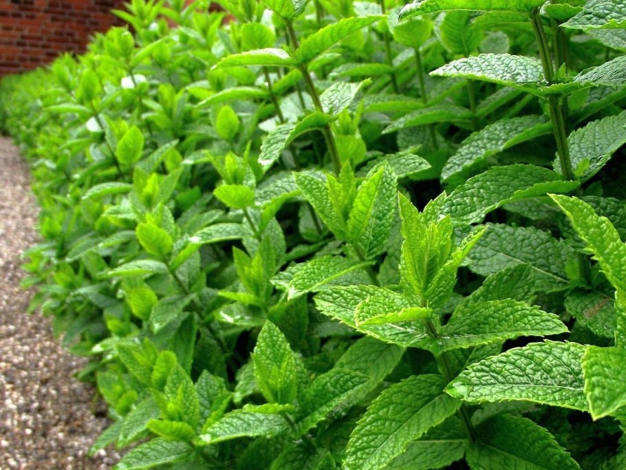 Mentha piperita
