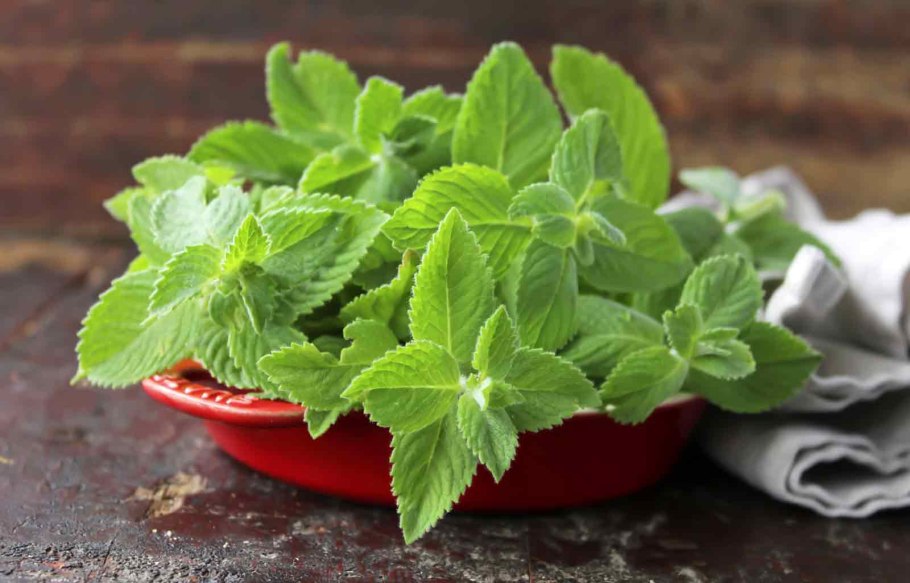 Плектрантус комнатная мята