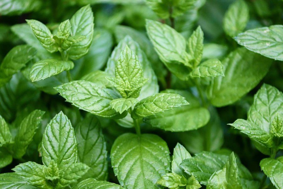 Mentha spicata мята колосистая