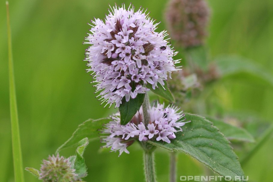 Mentha aquatica