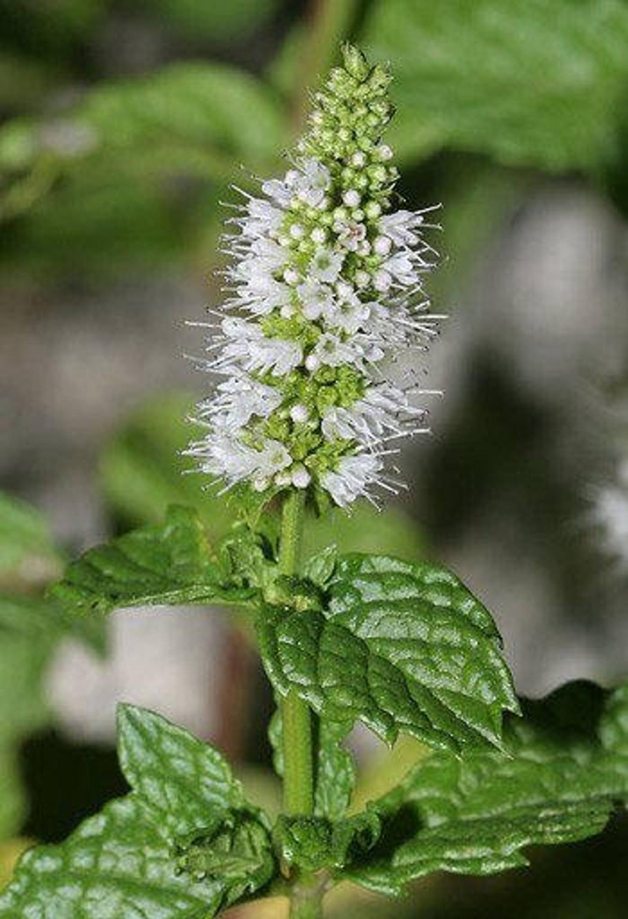 Mentha spicata мята колосистая