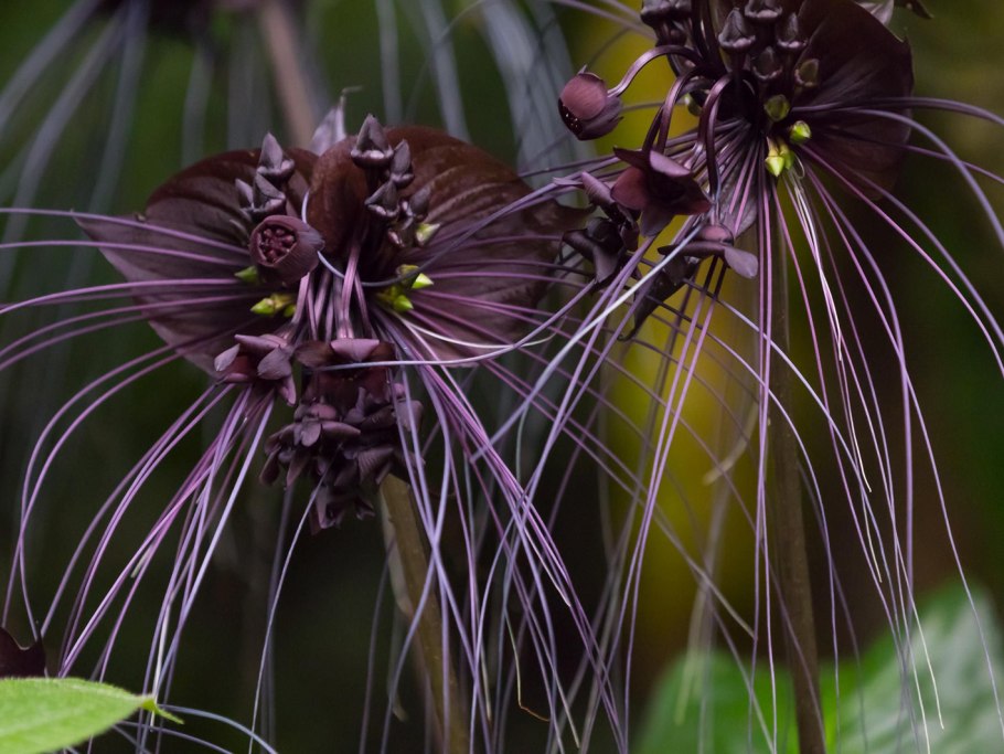 Цветок Такка Шантрье