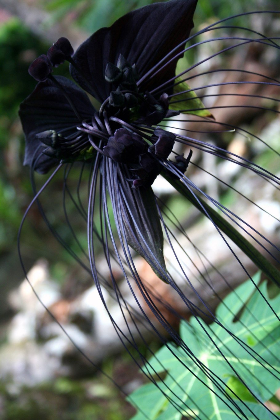 Такка Шантрье черная Лилия