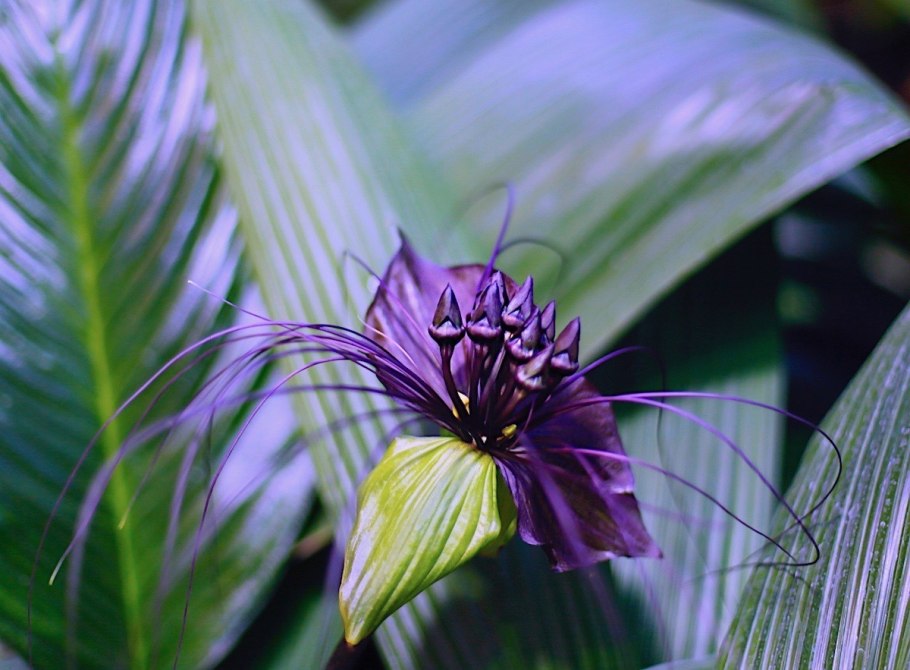 Орхидея Такка Шантрье