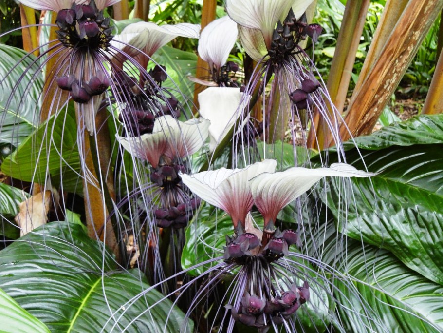 Такка Шантрье (Black bat Flower)