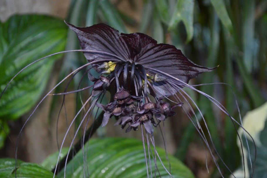 Такка Шантрье Tacca chantrieri