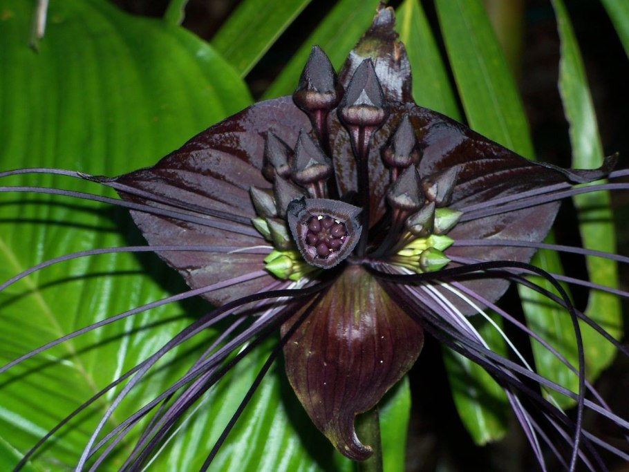 Tacca chantrieri Black bat Flower