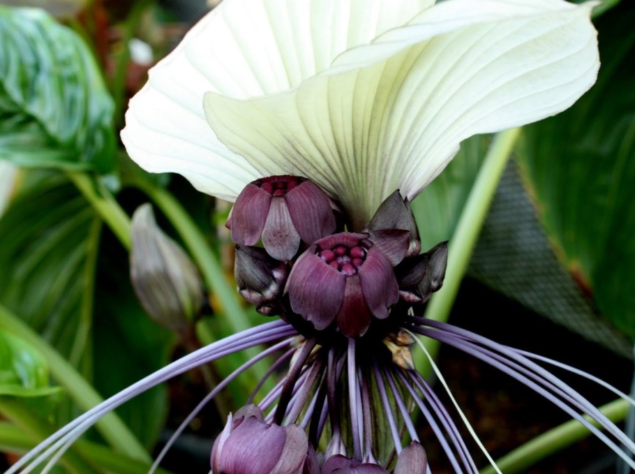 Tacca integrifolia (Такка)