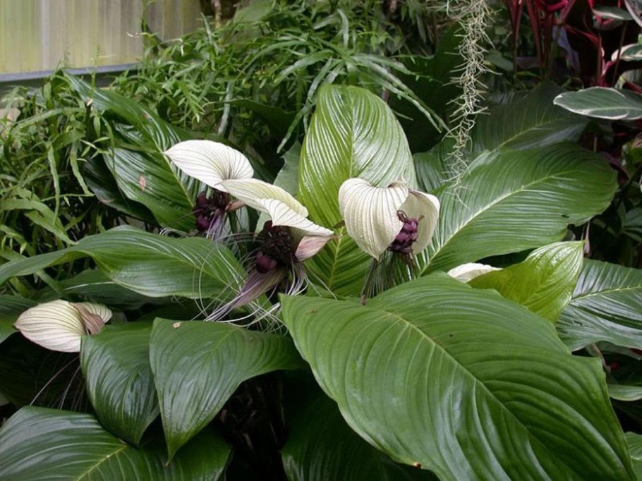 Такка шантрье