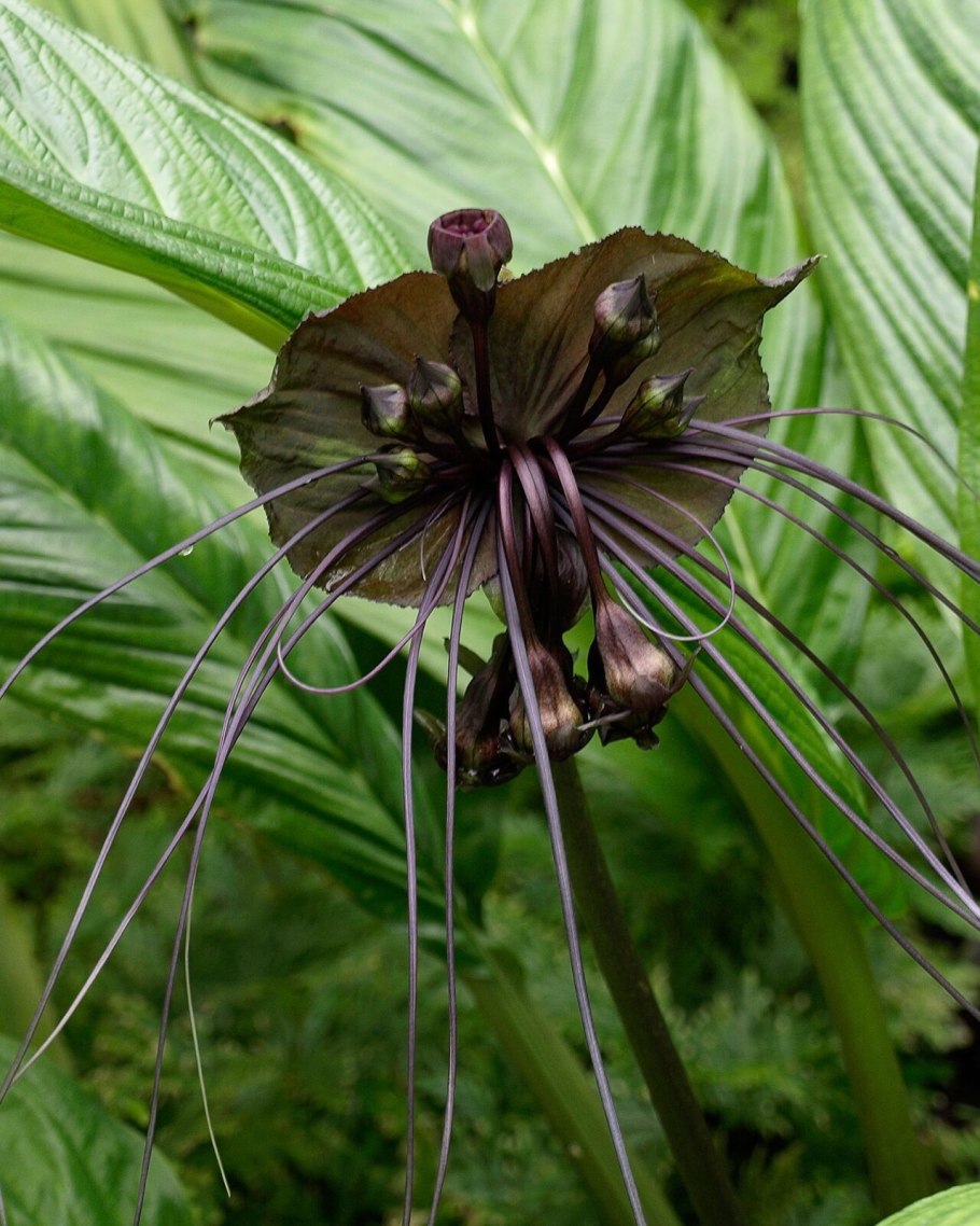 Такка шантрье черная лилия