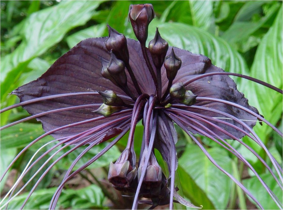 Такка Шантрье Tacca chantrieri