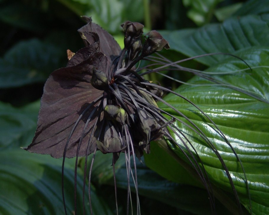 Такка Шантрье