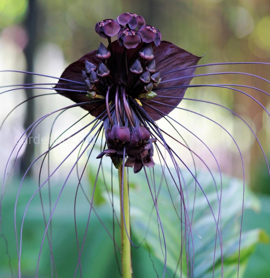 Такка Шантрье