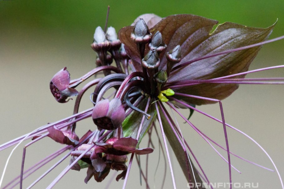 Такка цельнолистная