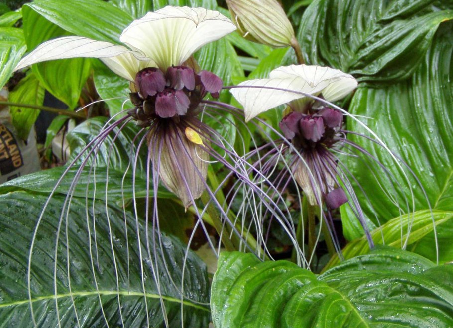 Такка перистонадрезанная