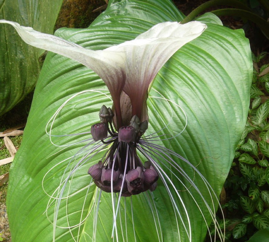 Такка цельнолистная