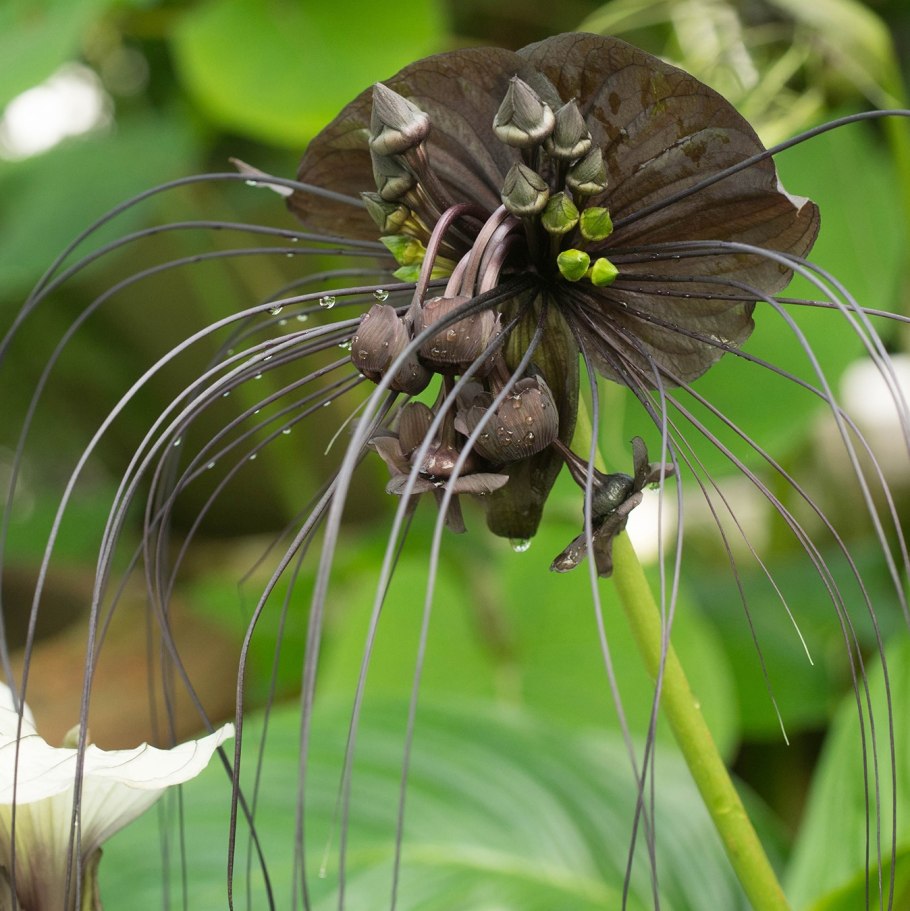 Такка Шантрье черная Лилия летучая мышь