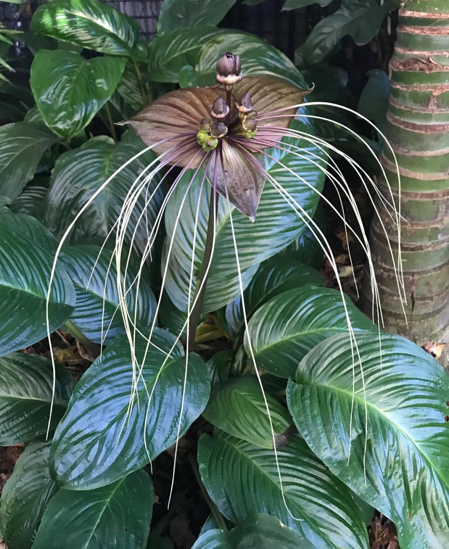 Такка Шантрье