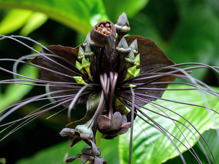 Такка Шантрье черная Лилия