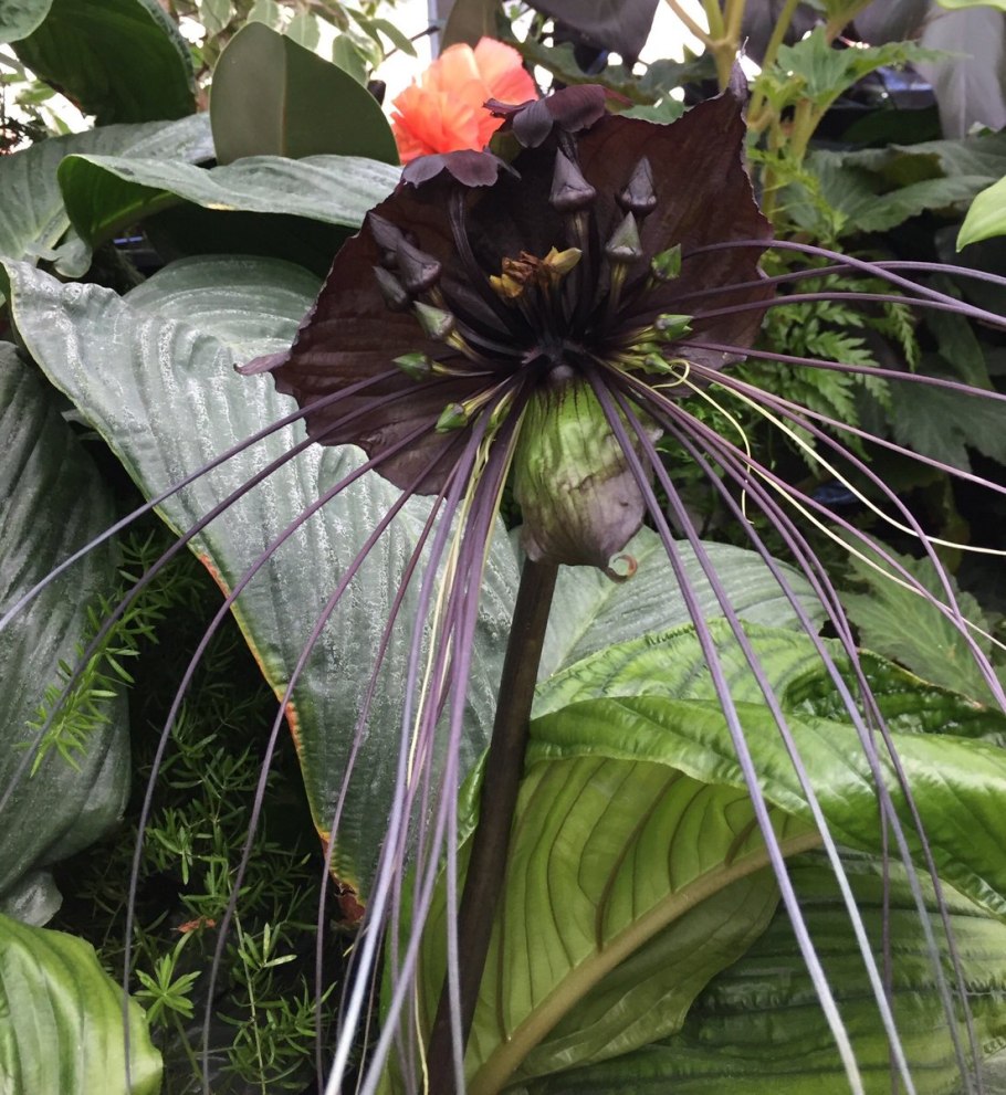 Такка шантрье черная лилия