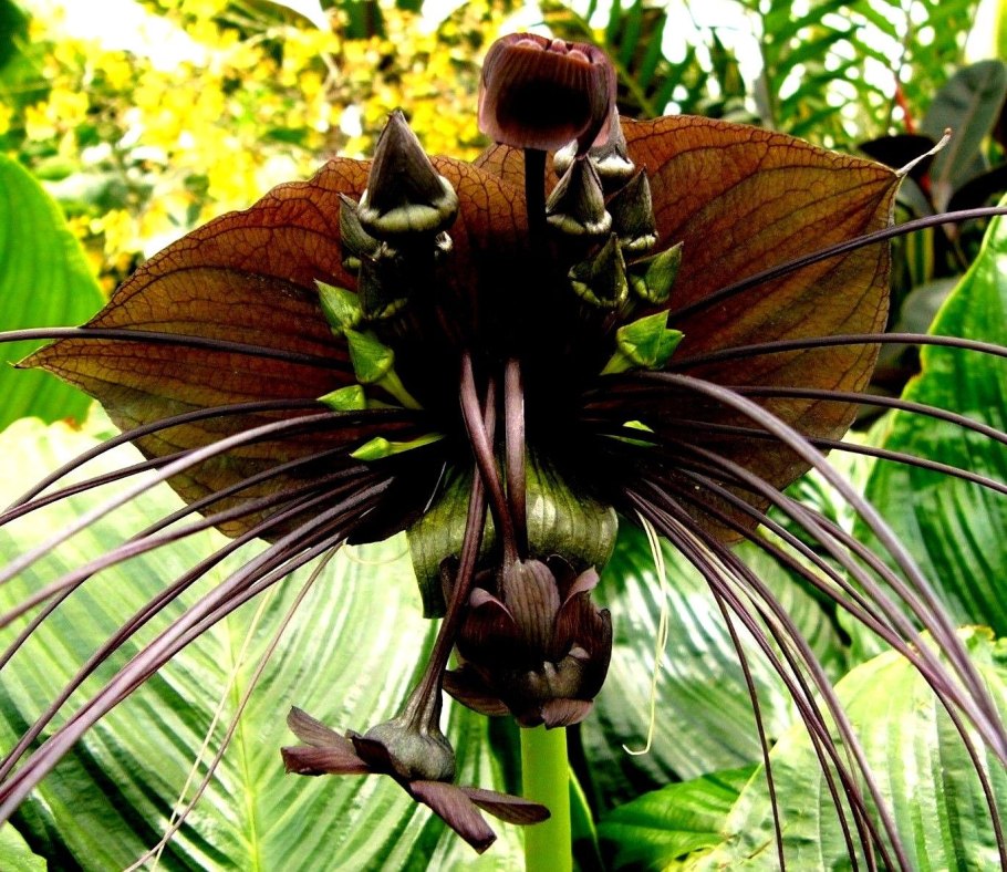 Такка Шантрье цветок дьявола