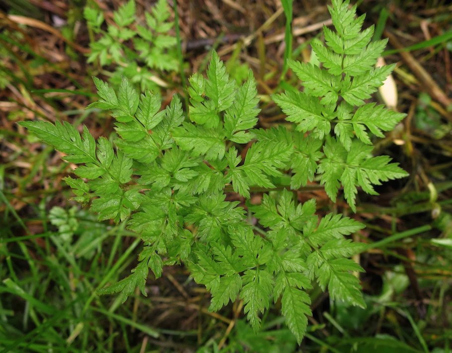 Astrodaucus orientalis