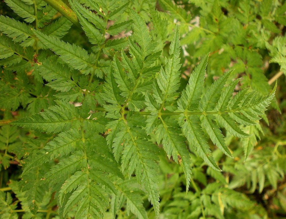 Бутень золотистый (Chaerophyllum Aureum l.)