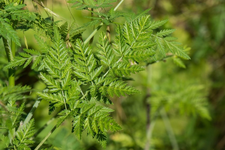 Бутень ароматный (Chaerophyllum aromaticum)