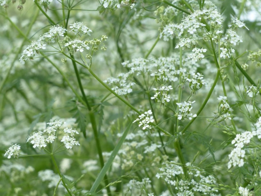 Chaerophyllum Aureum