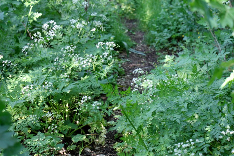 Anthriscus Sylvestris