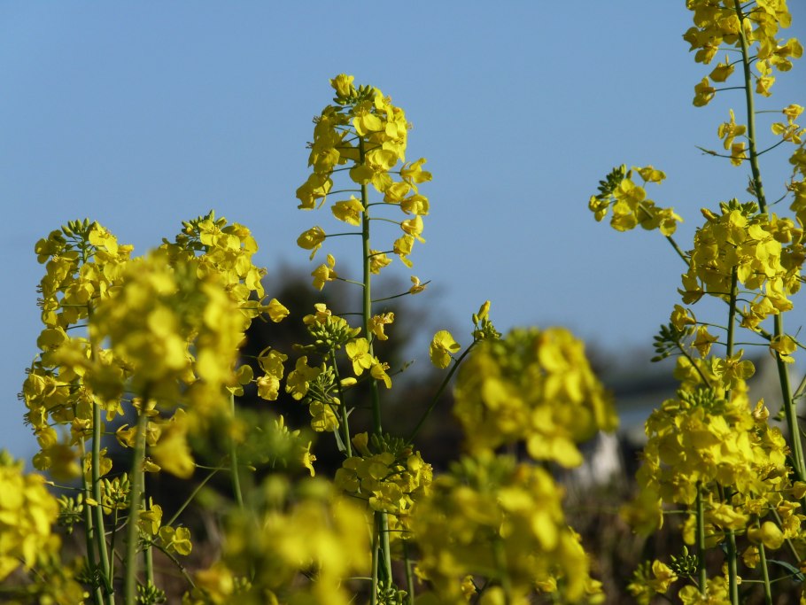 Рапс – Brassica napus.