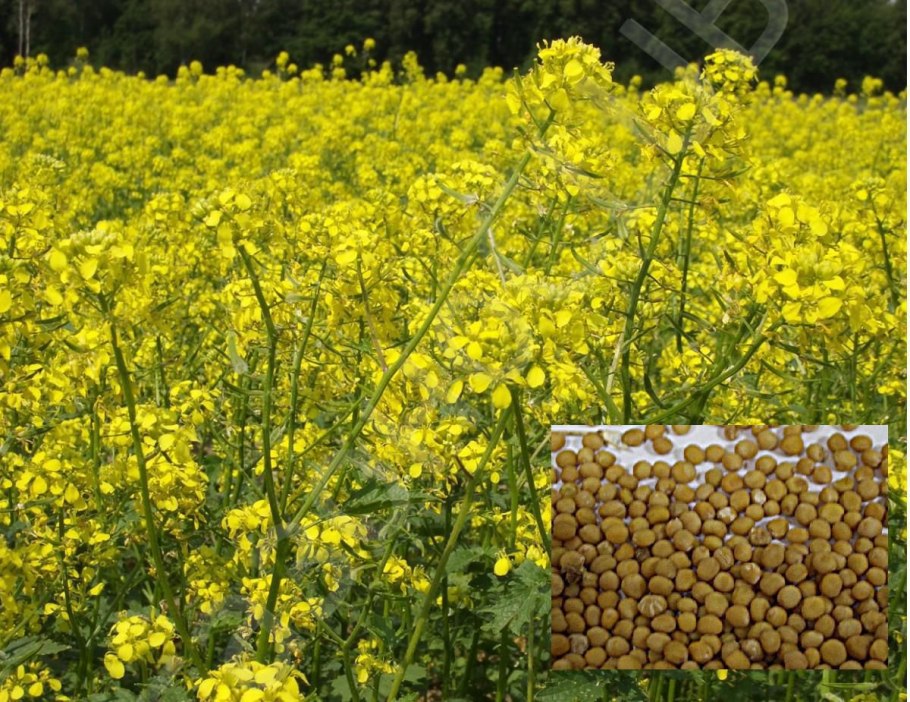 Brassica nigra - горчица черная