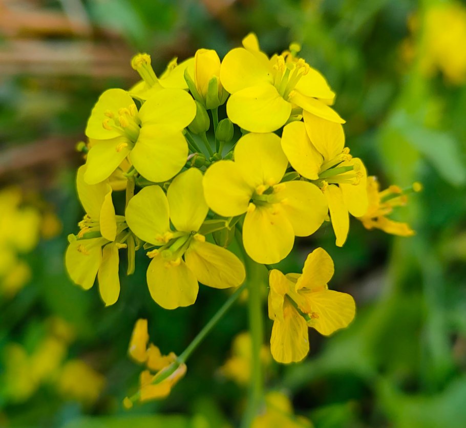 Горчица сарептская (Brassica juncea l.)