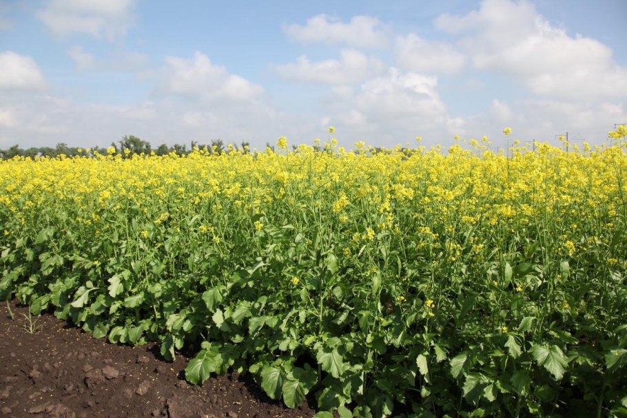 Рапс (Brassica napus var. Oleifera)