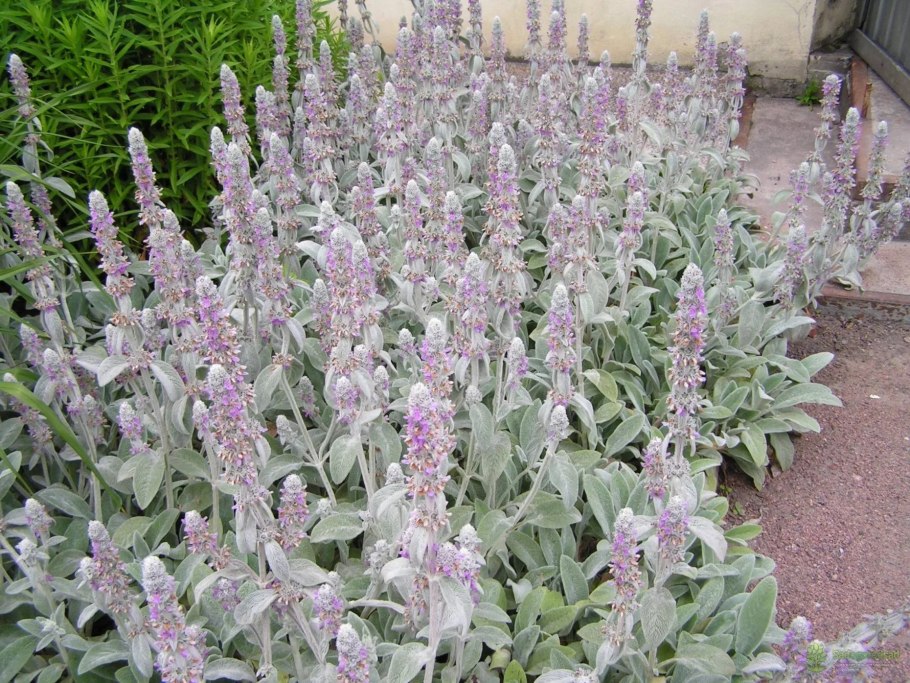 Чистец германский