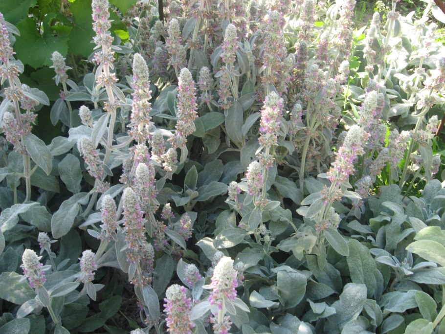 Стахис шерстистый (чистец) silver carpet