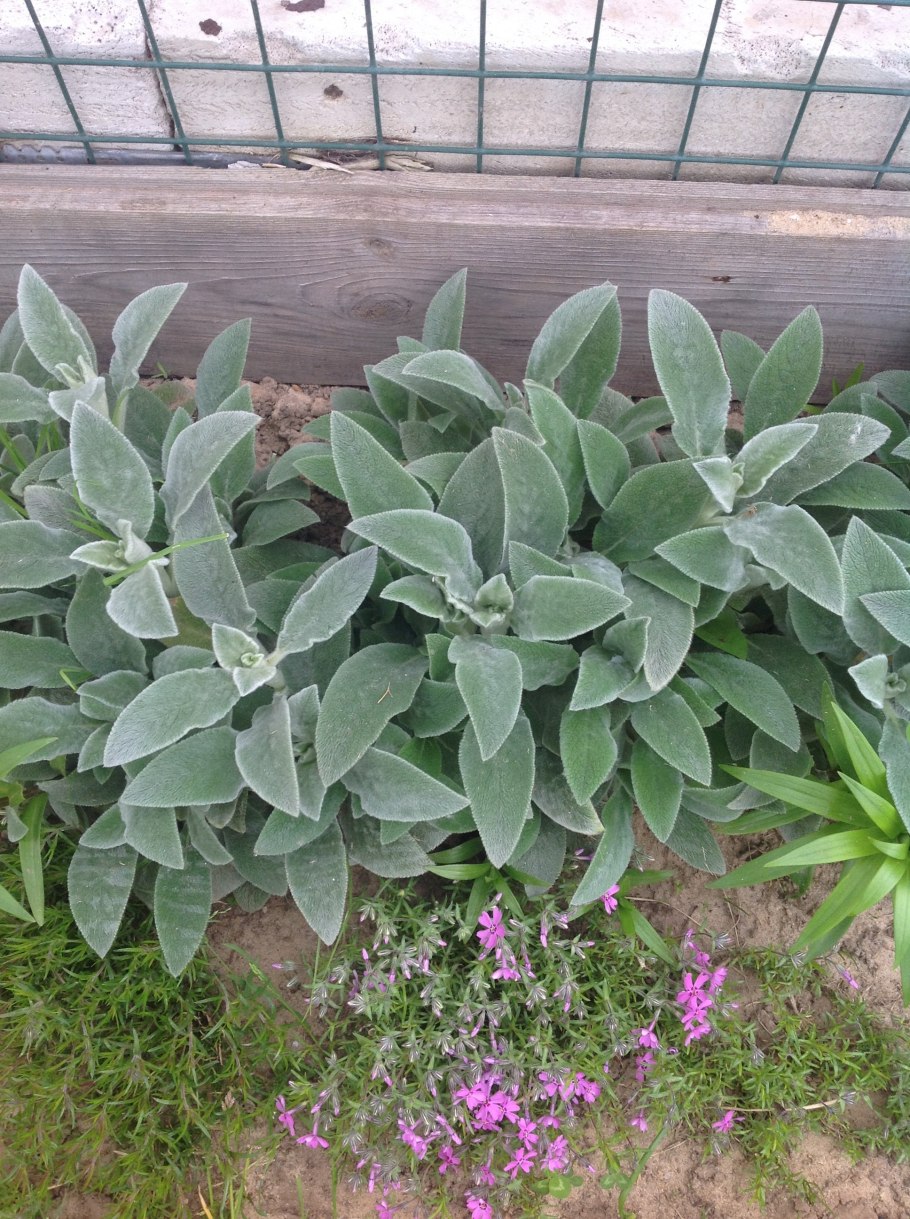 Чистец шерстистый овечьи ушки